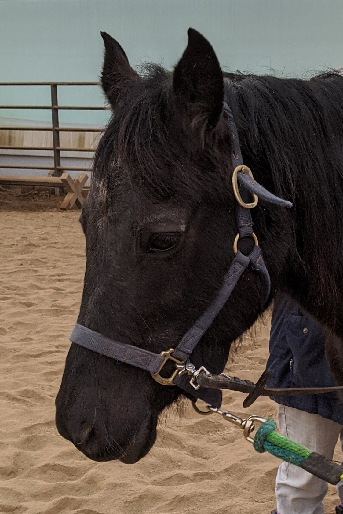 Meet Our Herd Free Rein Therapeutic Riding